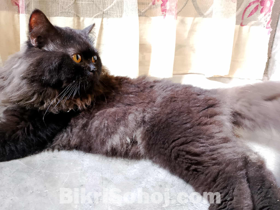 Full black Orange Red eye Persian cat